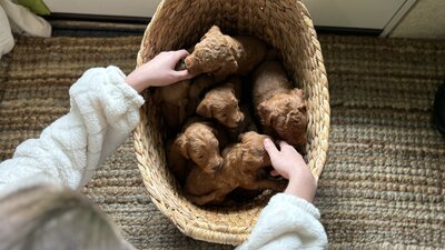 Basket of F1b Mini and Petite Goldendoodle puppies. 4 weeks old  