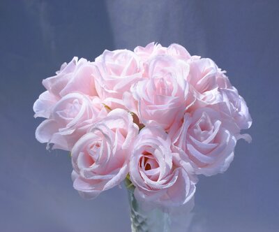 Blush Rose bouquet for rent