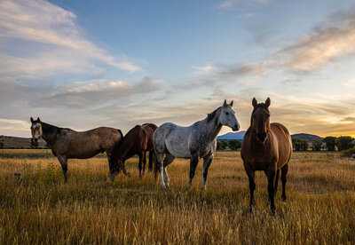 horses on the Silver Spur Ranch