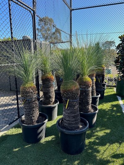 BLUE GRASS TREE Xanthorrhoea Glauca