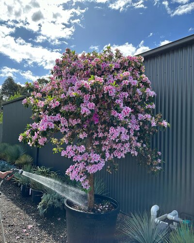 AZALEA ALPHONSE ANDERSON Azalea indica Alphonse Anderson