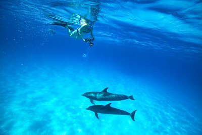 destination photographer underwater photographing wild dolphins