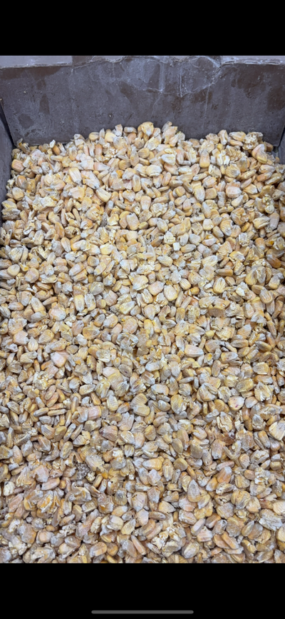 Freshly flaked corn on the line at 1331 Flaking Co.