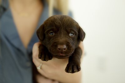 Puppy Litter Image 3