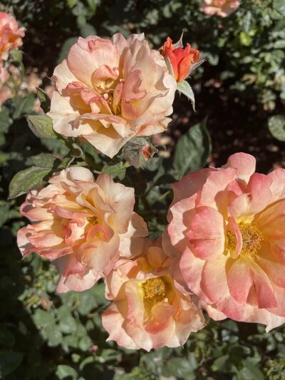 spring 2025 sunset roses