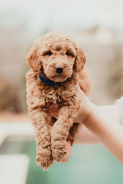 AKC Poodle Puppy-8