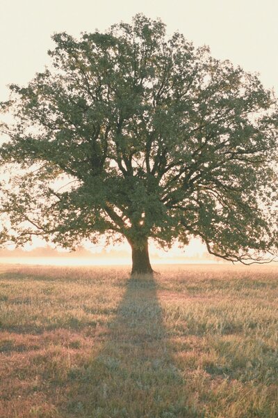 arbre