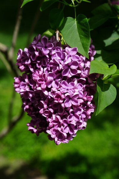 Frank's Fancy syringa vulgaris purple heirloom lilac at North Country Lilacs nursery in Canton, New York