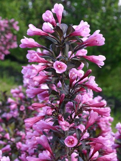 Weigela-florida-Nana-Purpurea2