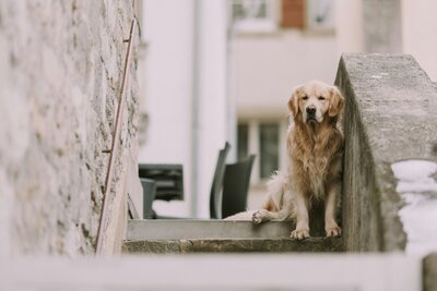 Golden retriever dog sits on stone stairs
