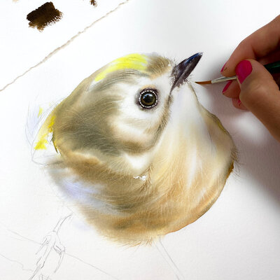 gray-bird-watercolor