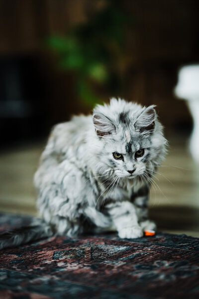 Black smoke male Maine Coon kitten lookin at camera playfully.