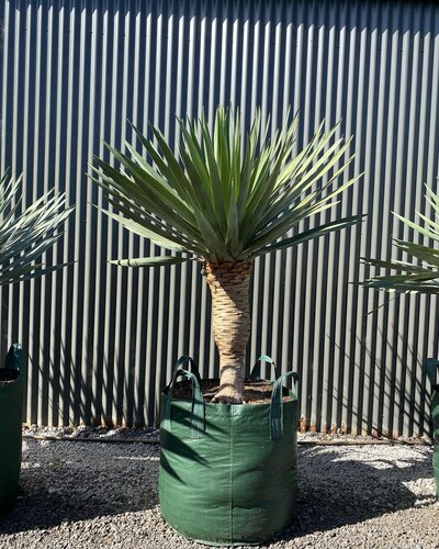 DRAGON TREE Dracaena draco