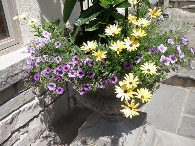 A floral custom planter with yellow and purple flowers by Helena's Gardening