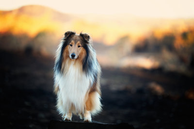 Rough collie in fire surrounds in harrogate after bushfire comes through South Australia