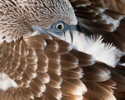 RYALE_Galapagos_D11c2-74
