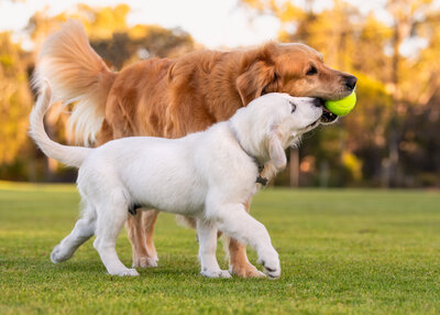 Two  golden retrievers - one with a ball and the other, puppy, trying to get the ball.