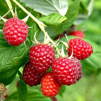 Raspberry_Malling-Promise