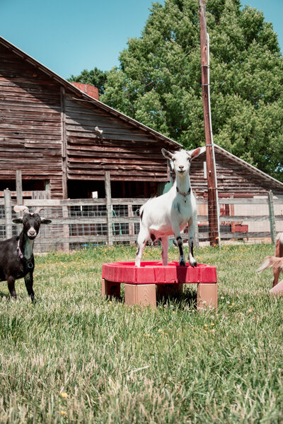 Allen Durham Family Farm (8)