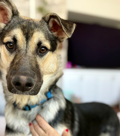 Rajah, Ashley's dog looking at the camera