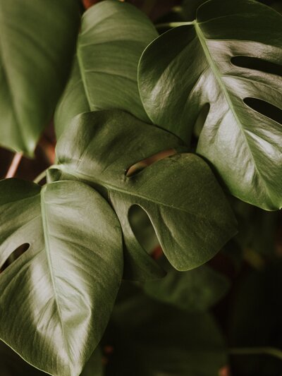 Houseplant leaves close up
