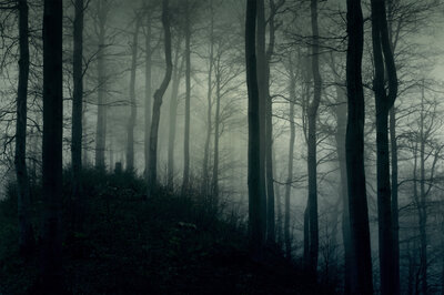 Misty woods.