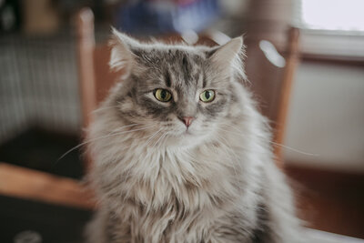 My cat, Turtle, strikes a pose and shows off all his fluff.