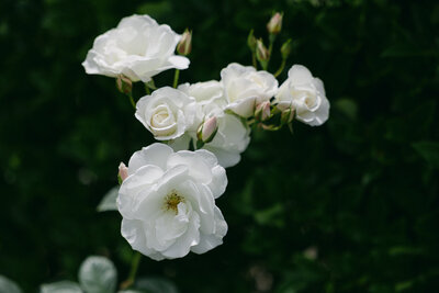 houston texas wedding florals