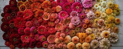 Heirloom zinnias is a favorite flower for summer and fall Carmel weddings