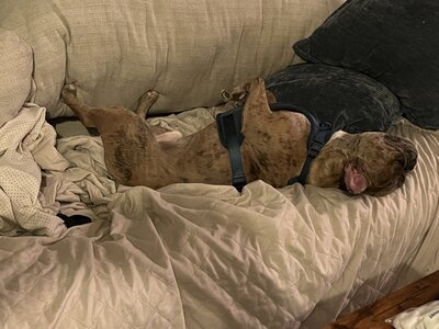 Hank (5)