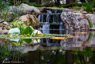 Ecosystem pond with waterfalls in background and green lily pads and white lilies in foreground of pond
