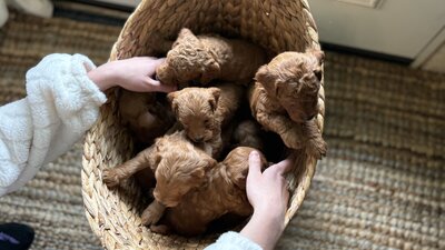 Basket of F1b Mini and Petite Goldendoodle puppies. 4 weeks old  