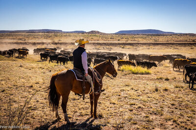 Ranch hand overlooking cattle in field
