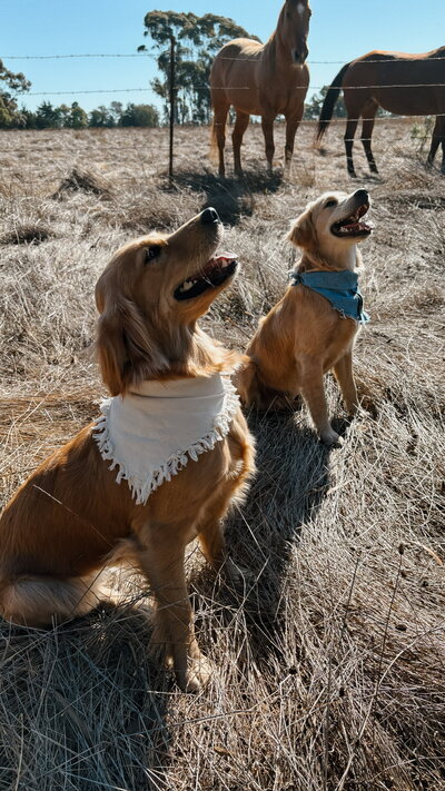 Ranch Dogs at Little Retriever Ranch in Santa Barbara California, 93463