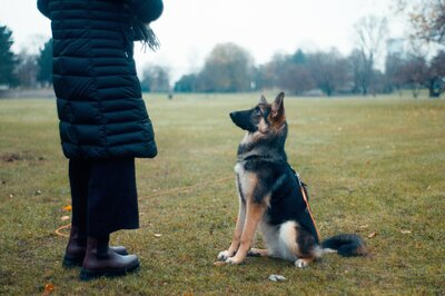German Shepherd puppy sitting with a woman with a black coat