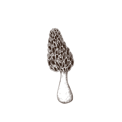 Mushroom Icon