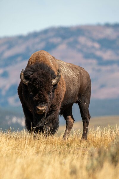 Wyoming bison