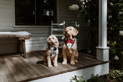 Two dogs sitting together dressed in tuxes for a wedding