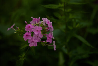 Pink flowers with green background 
