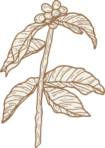 A hand-drawn illustration of a leafy plant with five elongated leaves and a cluster of small round berries at the top, perfect for a white label designer seeking inspiration. The drawing uses a brown outline with detailed shading.
