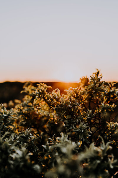 Golden hour duindoorn #1