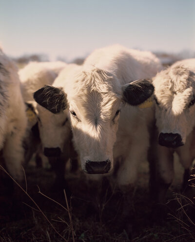 cow portrait photography