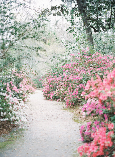 Beautiful brilliant freshly bloomed azaleas along winding path at Magnolia Plantation Photographed by wedding photographers in Charleston  Amy Mulder Photography