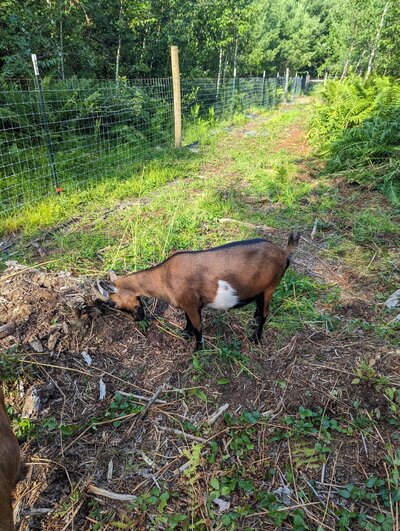 Brown and black goat