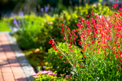 perennial plantings in garden bed