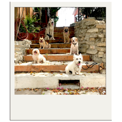 6 Dogs sitting on stairs