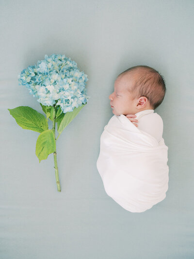 A baby swaddled in white lays on a blue backdrop next to a blue hydrangea during a DC newborn photo session.