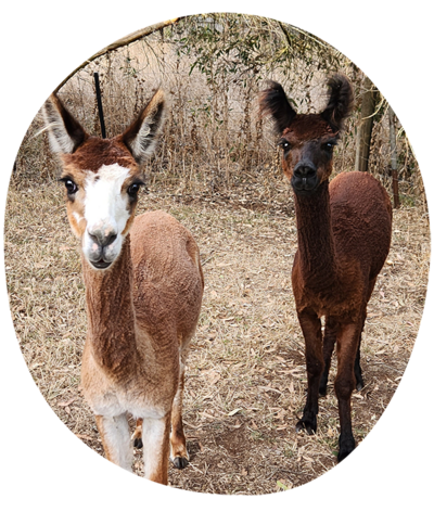 Eila Lyon's pets – two alpacas standing side by side in a field.