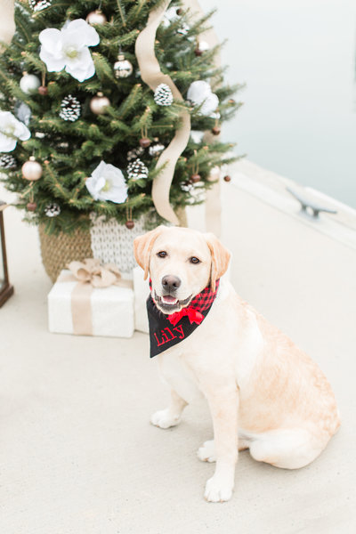 Yellow Lab wearing a Christmas scarf