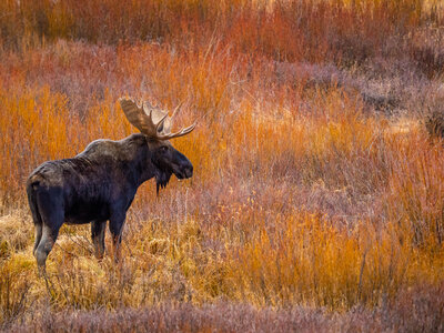 A moose with large antlers standing in a field of tall, reddish-brown and golden grasses.